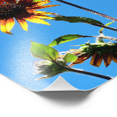 Twee Rode Zonnebloemen 8x10 Foto Afdruk (Hoek)