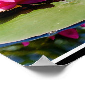 Twee roos-gekleurde waterlelies poster (Hoek)
