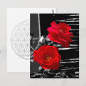 TWEE ROSES BRIEFKAART (Voorkant / Achterkant)