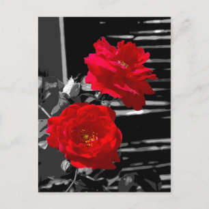 TWEE ROSES BRIEFKAART