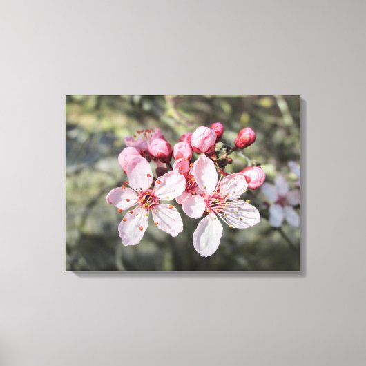 Twee roze bloesems die uitkomen. canvas afdruk (Voorkant)