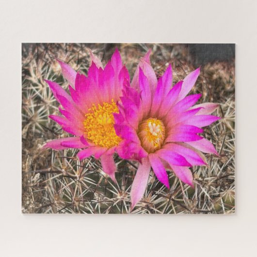 Twee roze cactus bloemen close-up foto legpuzzel (Horizontaal)