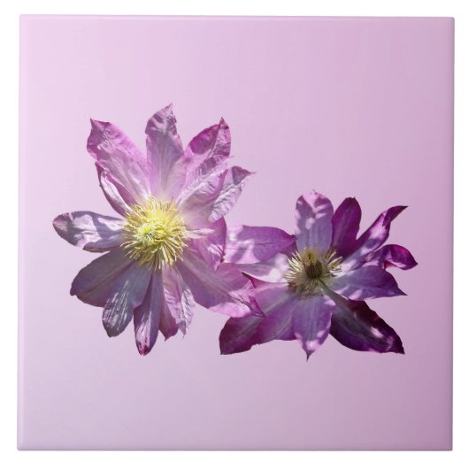 Twee Roze Clematis Tegeltje (Voorkant)