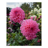 Twee roze Dahlias Perfect Poster (Voorkant)