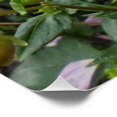 Twee roze Dahlias Perfect Poster (Hoek)