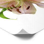 Twee roze gelilies originele kunstafdrukken poster (Hoek)