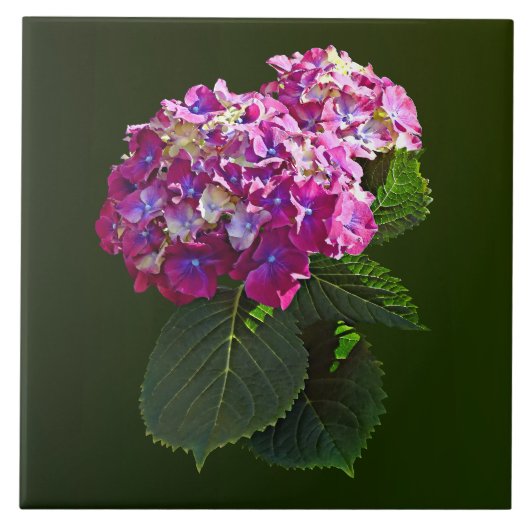 Twee roze hydrangea tegeltje (Voorkant)