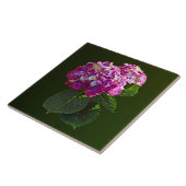 Twee roze hydrangea tegeltje (Zijkant)