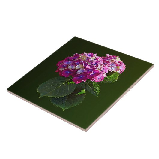 Twee roze hydrangea tegeltje (Zijkant)