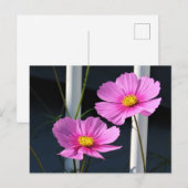 Twee roze kosmos door de veranda reling briefkaart (Voorkant / Achterkant)