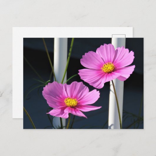 Twee roze kosmos door de veranda reling briefkaart (Voorkant / Achterkant)