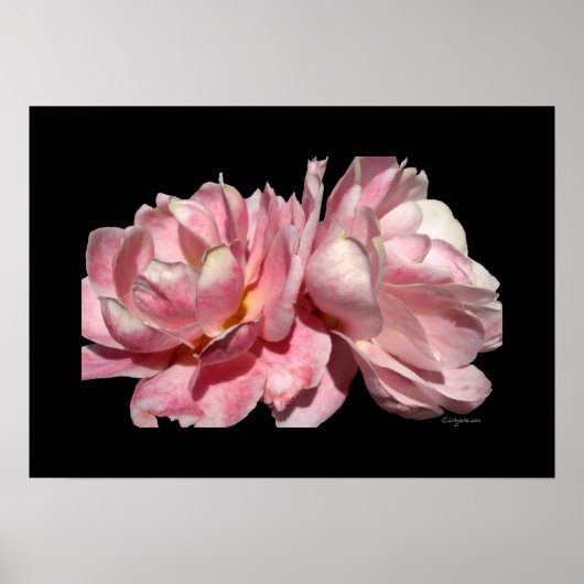 Twee roze roze rozen Poster zwart afdrukken (Voorkant)