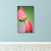 Twee roze tapijtschelpen — Afdrukken (Insitu (Houten vloer))