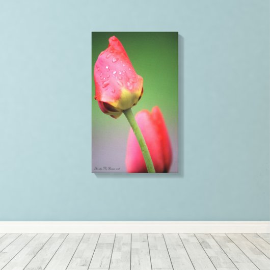 Twee roze tapijtschelpen — Afdrukken (Insitu (Houten vloer))