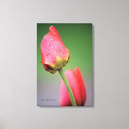 Twee Roze Tulpen Canvasprint Canvas Afdruk