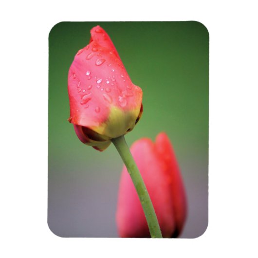 Twee Roze Tulpen Magneet (Verticaal)