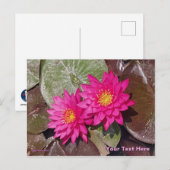 Twee Roze Waterlelies Briefkaart (Voorkant / Achterkant)