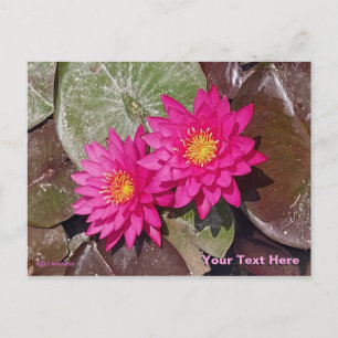 Twee Roze Waterlelies Briefkaart