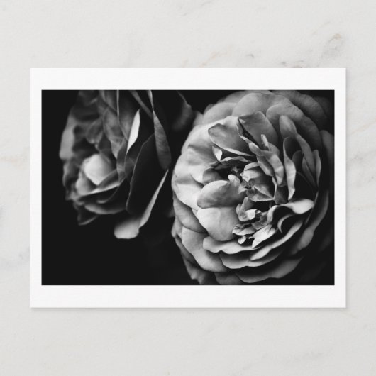 twee rozen briefkaart (Voorkant)