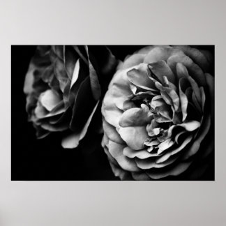 twee rozen poster