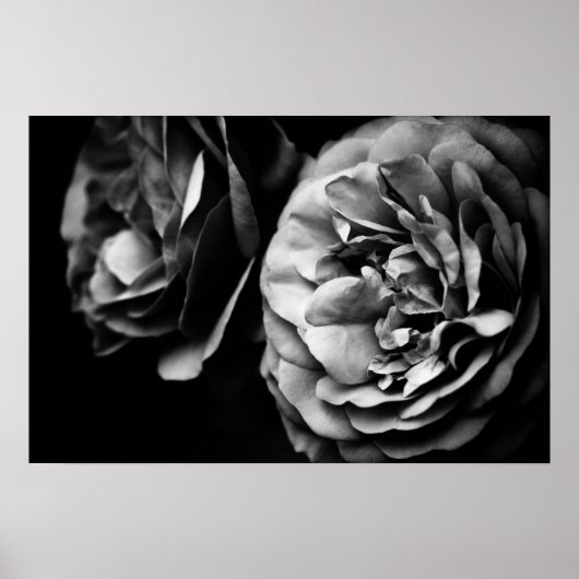 twee rozen poster (Voorkant)