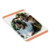 Twee Sable Rough Collies Magneet (Rechterzijde)
