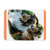 Twee Sable Rough Collies Magneet (Horizontaal)