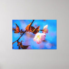 Twee Sakura Flowers op blauw Canvas Afdruk