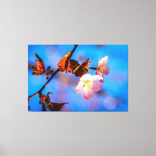 Twee Sakura Flowers op blauw Canvas Afdruk