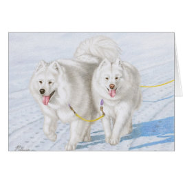 Twee Samoyeds rennen door de sneeuw