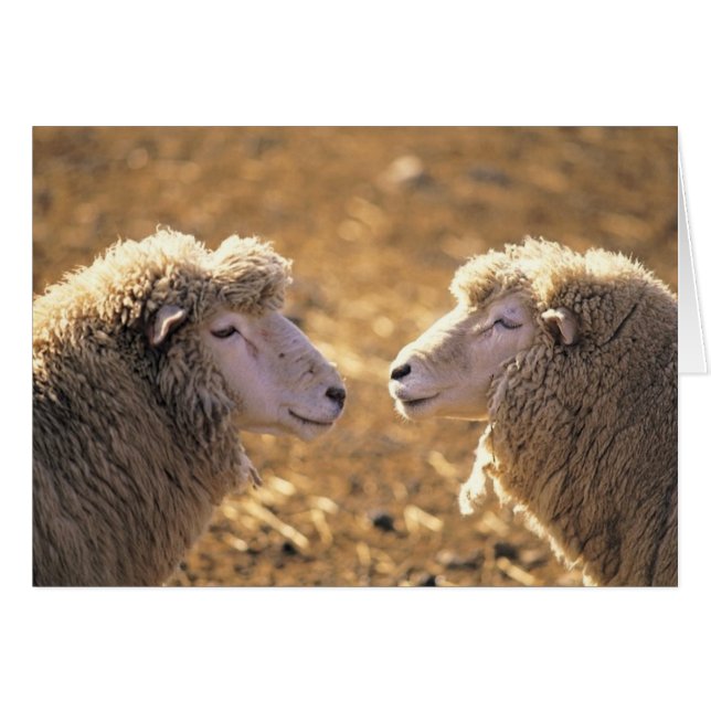 Twee schapen (Voorkant Horizontaal)