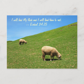 Twee schapen grazen vreedzaam briefkaart