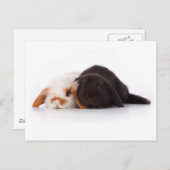 Twee schattige baby bunnies briefkaart (Voorkant / Achterkant)