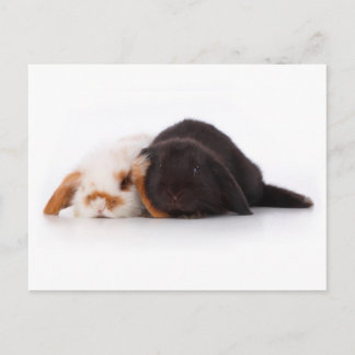 Twee schattige baby bunnies briefkaart