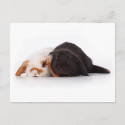 Twee schattige baby bunnies briefkaart (Voorkant)