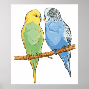 Twee schattige blauwe en groene boedgies poster