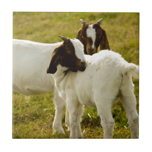 Twee Schattige Boer Geiten Rustiek Tegeltje (Voorkant)