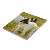 Twee Schattige Boer Geiten Rustiek Tegeltje (Zijkant)