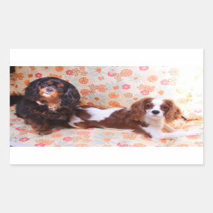 Twee schattige Cavalier King Charles Spaniels Stic Rechthoekige Sticker