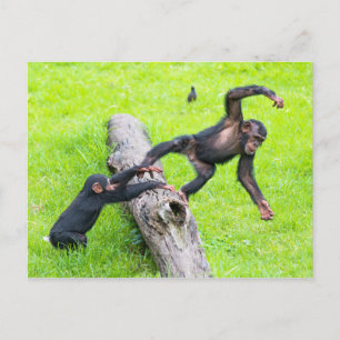 Twee schattige jukachtige baby chimps die op een l briefkaart
