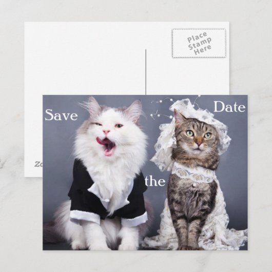 Twee schattige katten aankondigingskaart (Voorkant / Achterkant)