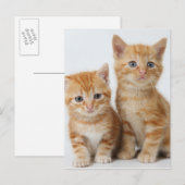 Twee Schattige Kittens Briefkaart (Voorkant / Achterkant)