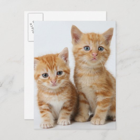 Twee Schattige Kittens Briefkaart (Voorkant / Achterkant)