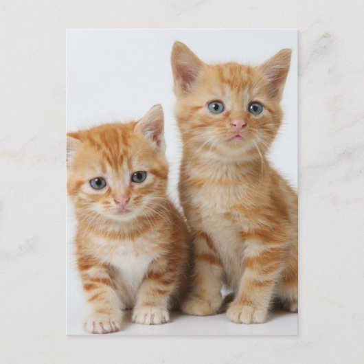 Twee Schattige Kittens Briefkaart (Voorkant)