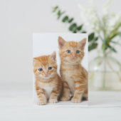 Twee Schattige Kittens Briefkaart (Staand voorkant)