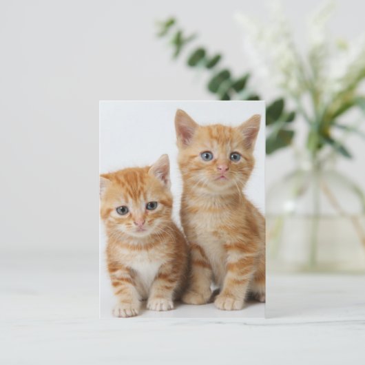 Twee Schattige Kittens Briefkaart (Staand voorkant)