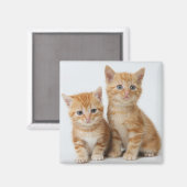 Twee Schattige Kittens Magneet (Voorkant / Achterkant)