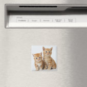 Twee Schattige Kittens Magneet (Insitu (Vaatwasser))