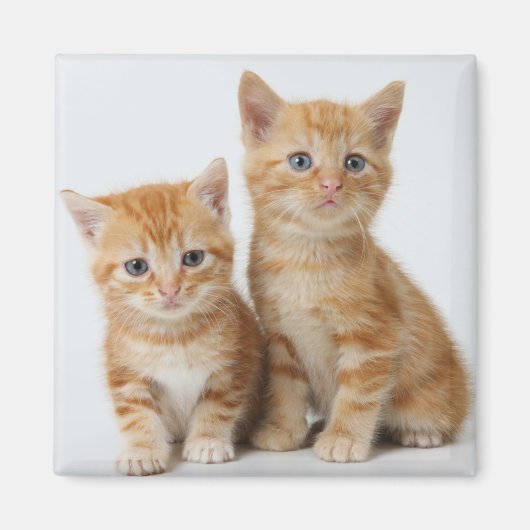 Twee Schattige Kittens Magneet (Voorkant)