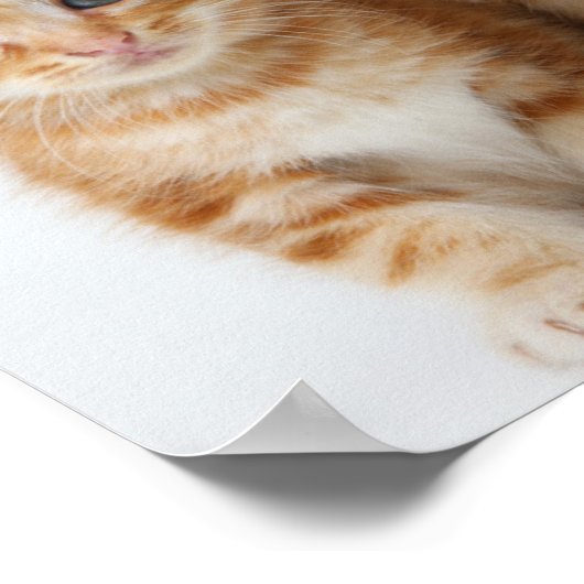 Twee Schattige Kittens Poster (Hoek)